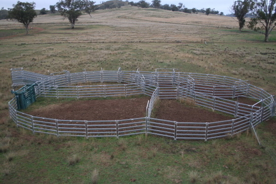 Welded Metal 40x40mm Tube Heavy Duty Cattle Panel 2.1m Width