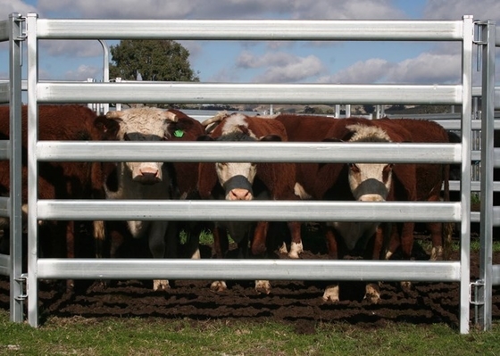 OEM 2100x1800mm Heavy Duty Cattle Panel With 5 Rail
