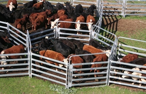 Wrought Iron Galvanized 50x50mm Tube Heavy Duty Cattle Panel