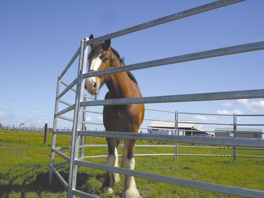 Welded Metal 40x40mm Tube Heavy Duty Cattle Panel 2.1m Width